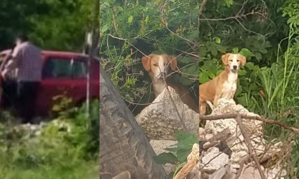 Denuncian en redes sociales a sujeto que abandonó a perro en Ciudad Caucel