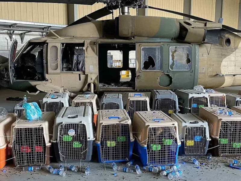 Estados Unidos abandonó a sus perros de trabajo en Afganistán