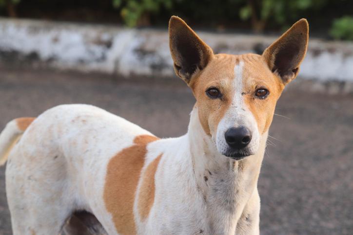 Persona comete suicidio junto con sus 13 perros en Oxkutzcab