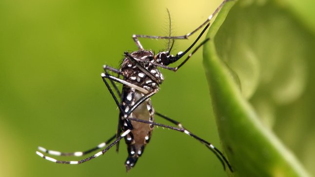 Desarrollan prometedora vacuna contra el Chikungunya