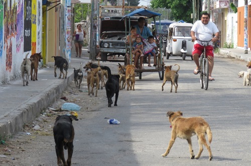 Argumentan el por qué no es sano dejar comida para perros y gatos de la calle