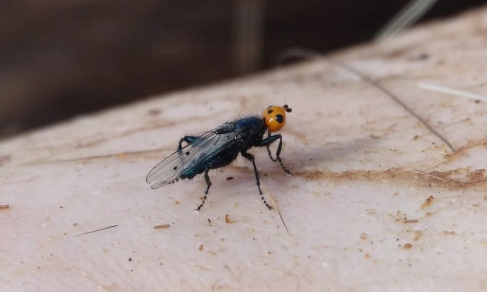 Reaparece la mosca carnívora en Francia, se creía extinta desde 1836