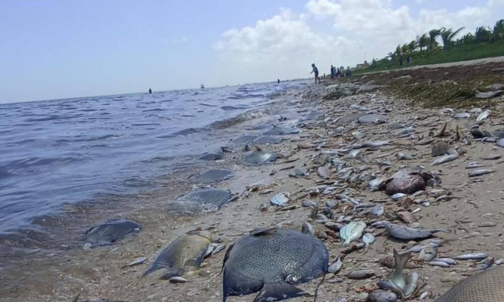 Marea roja llegaría a Chicxulub este fin de semana