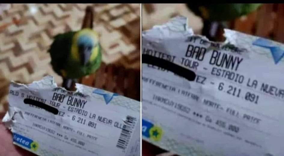 Travesura de mascotas: Loro se come boleto para un concierto de Bad Bunny