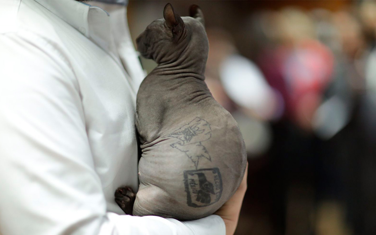 Gato tatuado busca hogar, fue hallado en penal de Cd. Juárez