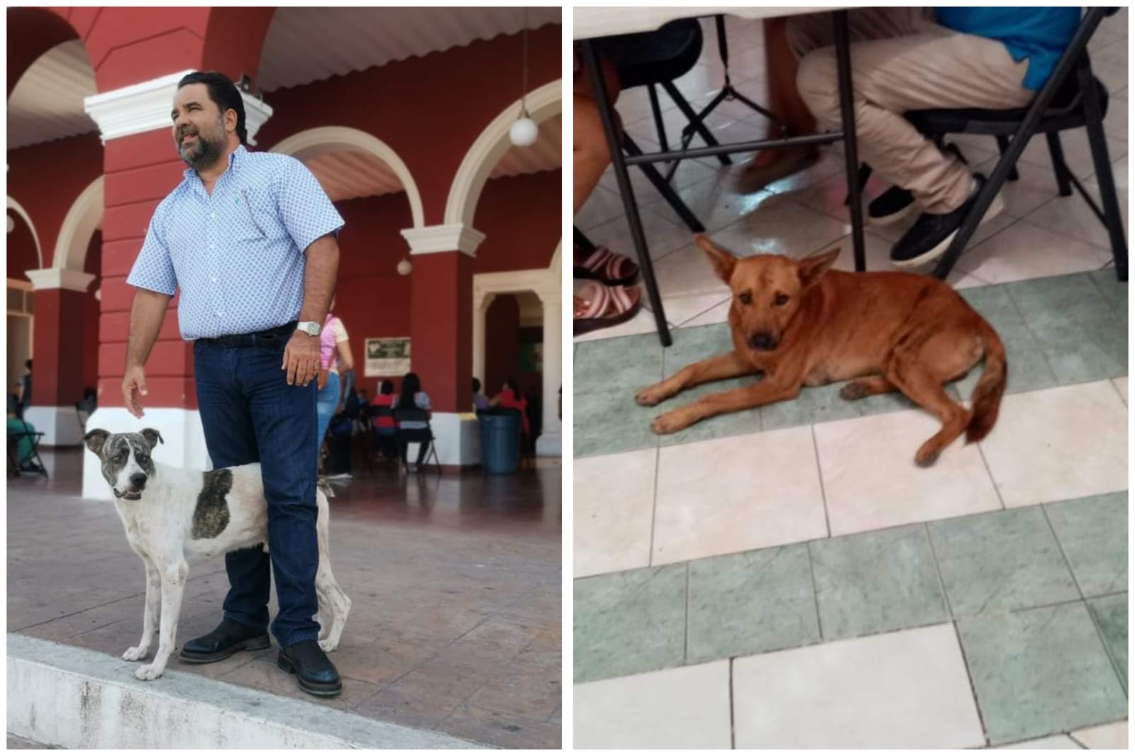 En Motul dan la bienvenida a perros y gatos que buscan refrescarse en las oficinas municipales