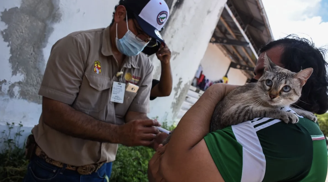 Tragedia en Cancún: Hombre que rescataba gatos fallece de rabia