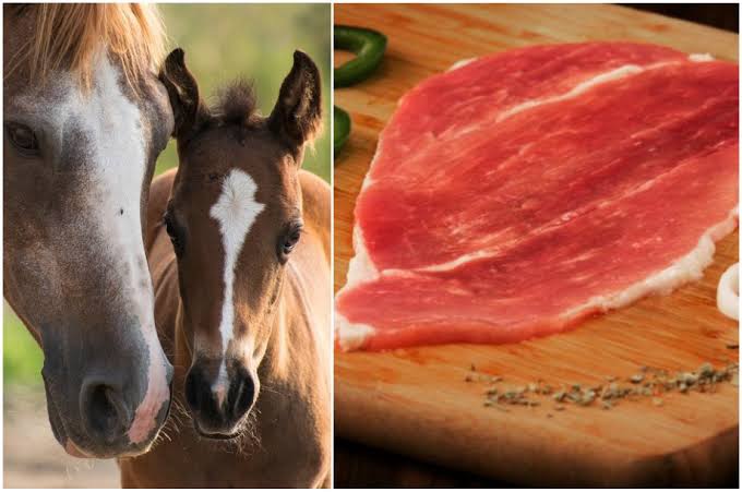 Revelan comercialización de carne de caballo en Mérida