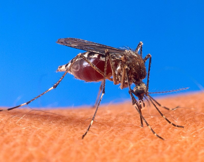 ¡Otra Crisis Sanitaria en Puerta! Alerta por Aumento de Casos de Dengue en México 🚨